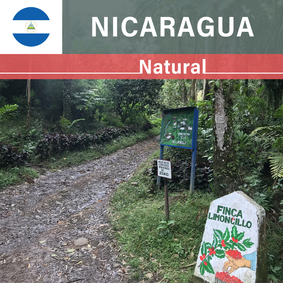 Nicaragua Limoncillo Natural(22/23年クロップ)