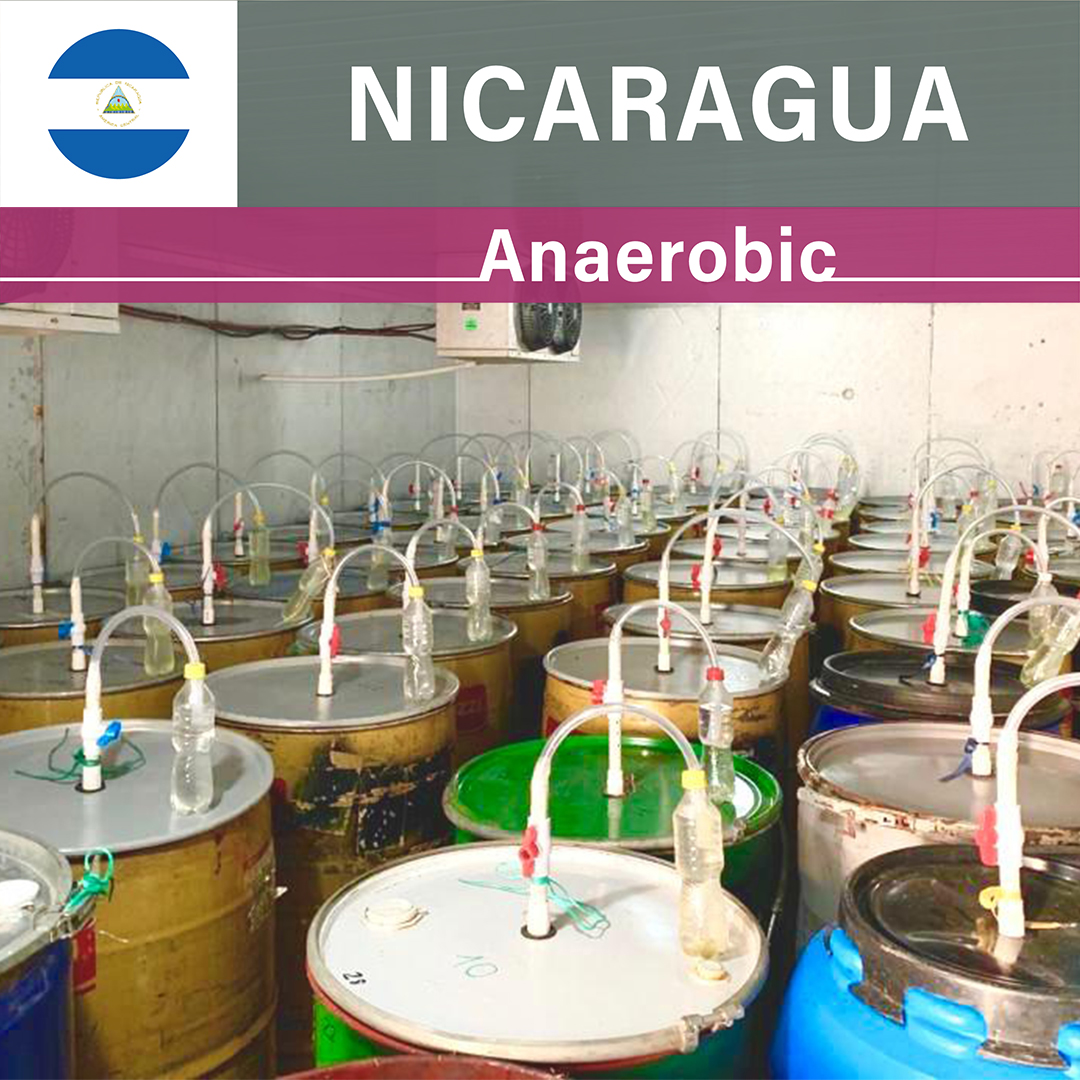 Nicaragua Las Delicias Anaerobic at Low temperature(23/24年クロップ)
