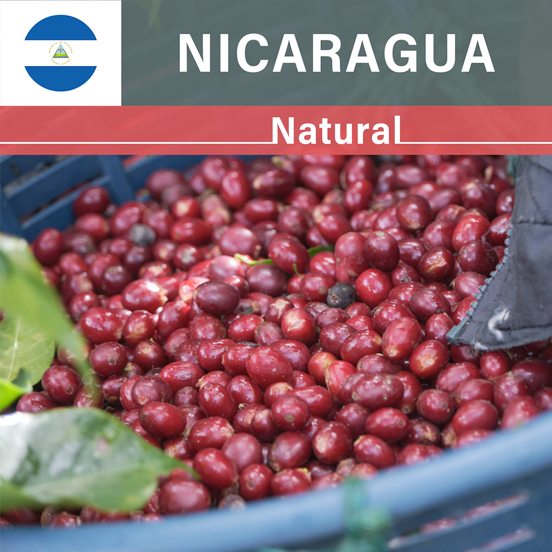 Nicaragua Limoncillo Natural(23/24年クロップ)