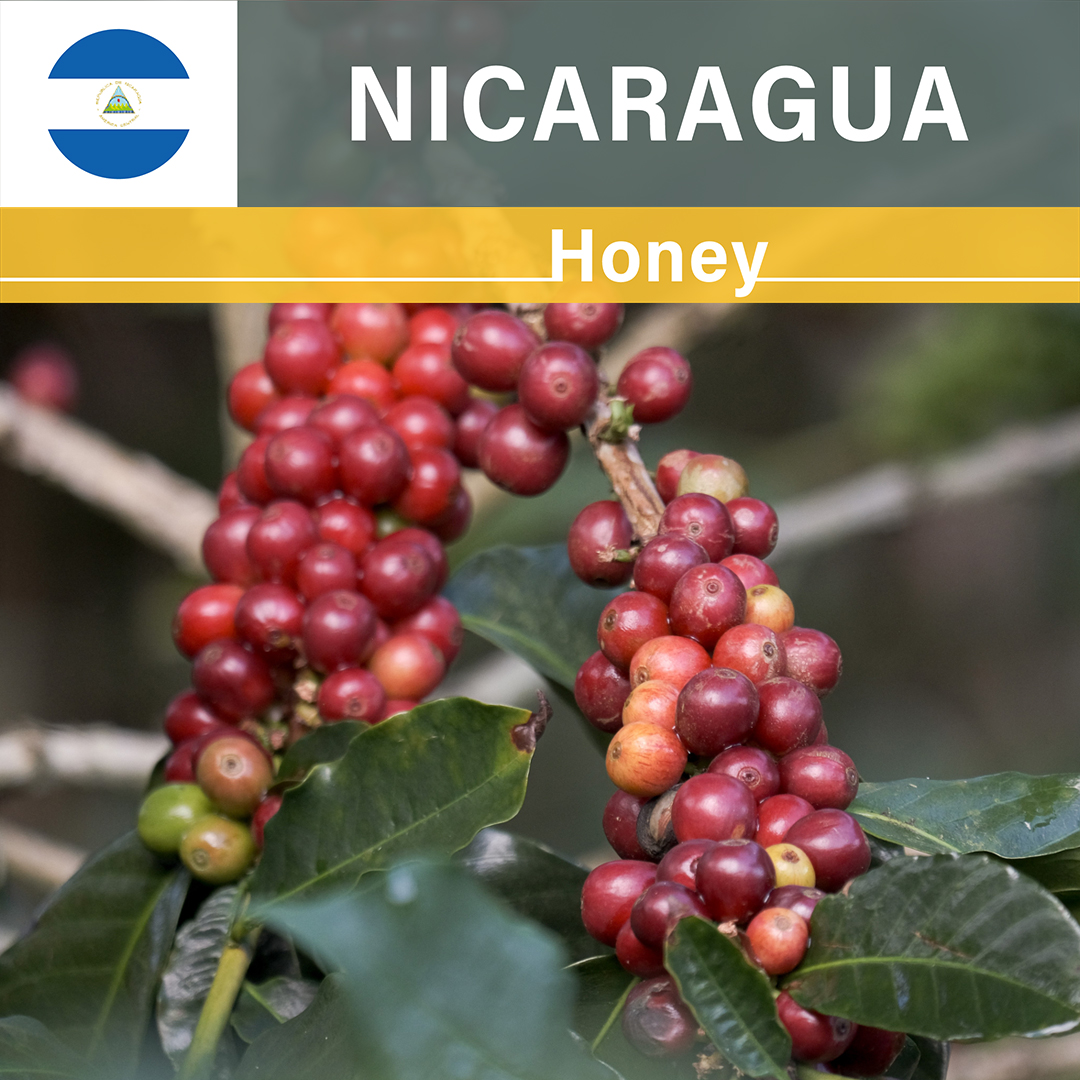 Nicaragua Los Placeres Honey(23/24年クロップ)