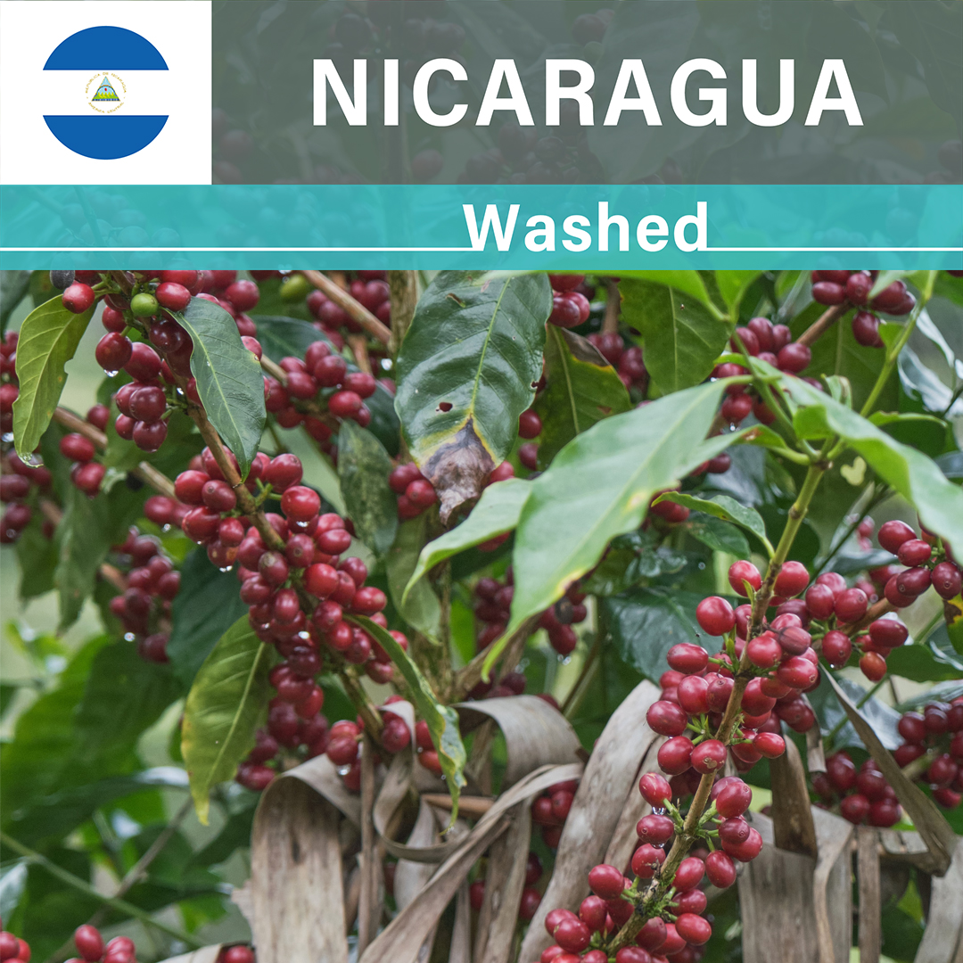 Nicaragua Las Delicias Javanica Washed(24/25年クロップ)