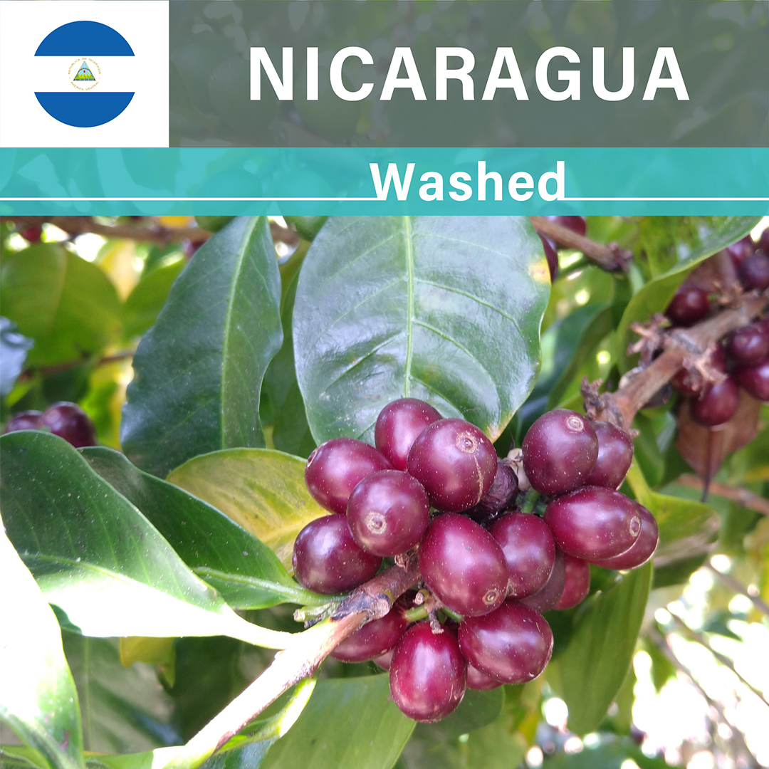 Nicaragua Las Delicias Gesha Washed(24/25年クロップ)