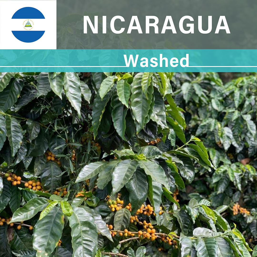 Nicaragua La Huella Yellow Pacamara Washed(24/25年クロップ)