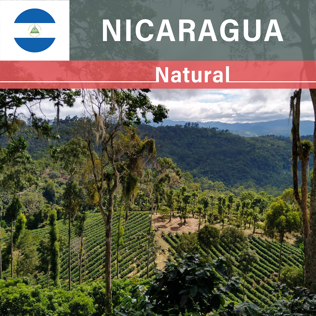 Nicaragua Limoncillo Bourbon Natural(24/25年クロップ)