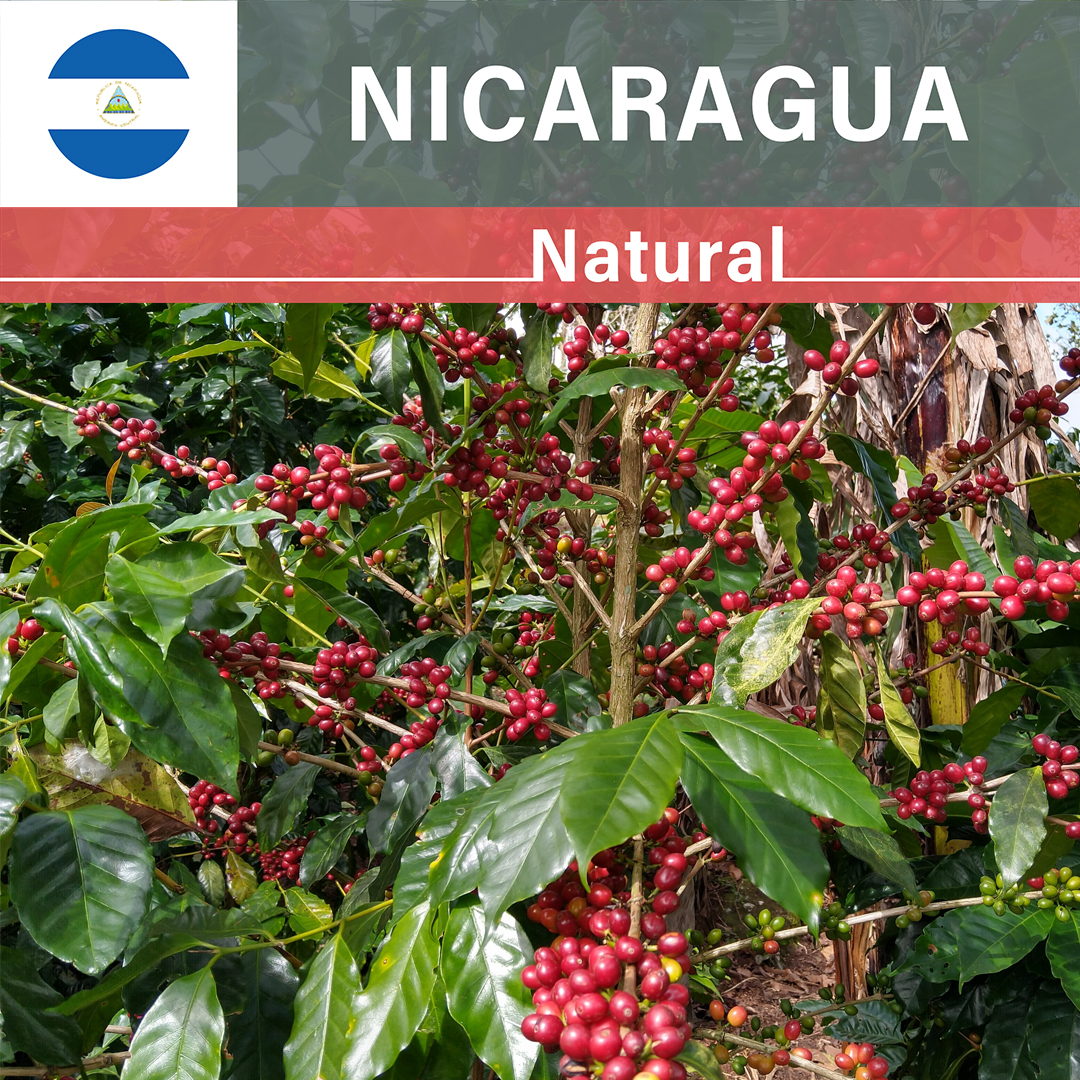 Nicaragua Las Delicias Javanica Natural(24/25年クロップ)