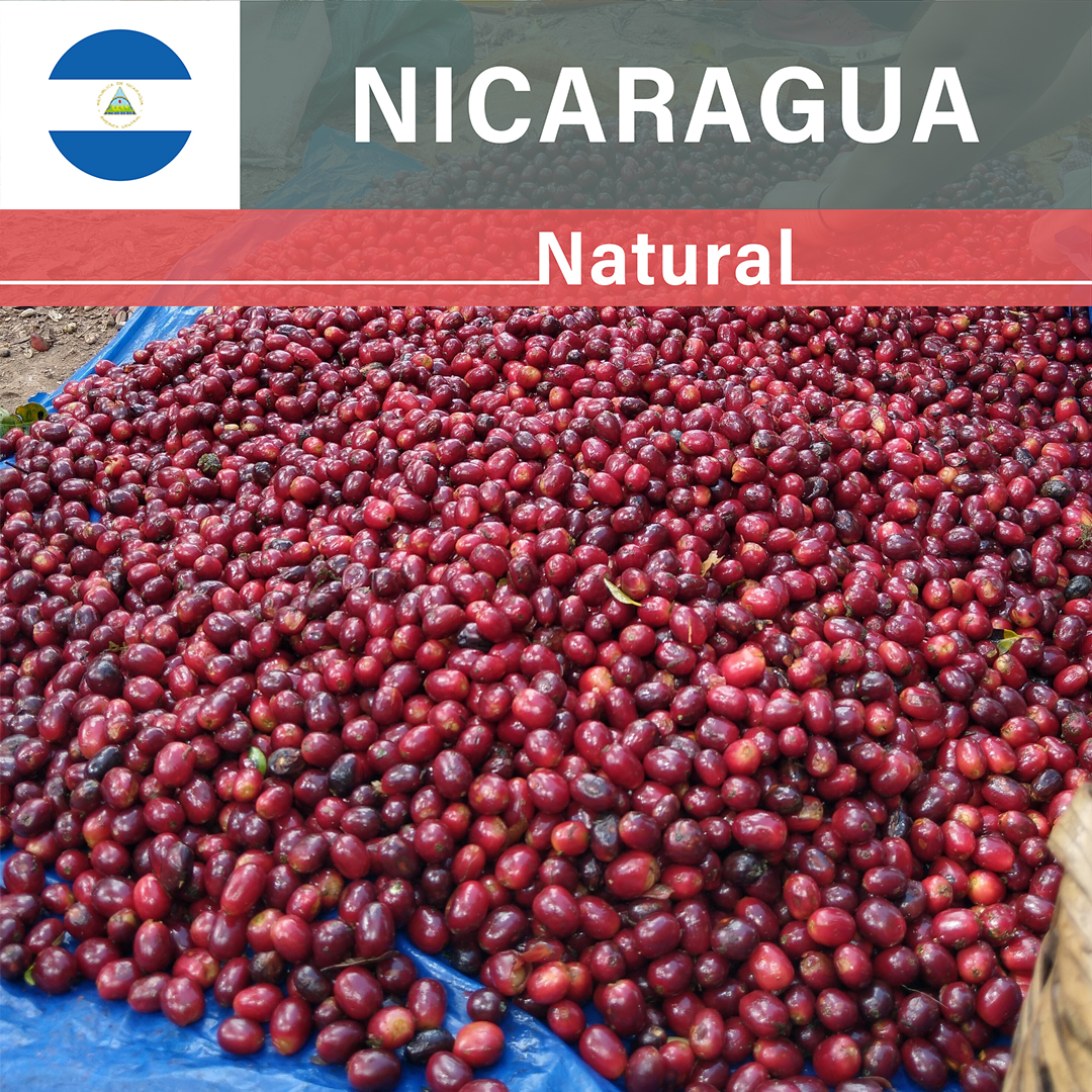 Nicaragua Las Delicias Gesha Natural(24/25年クロップ)