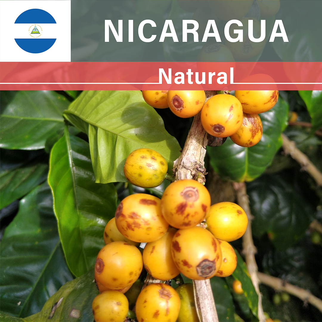 Nicaragua La Huella Yellow Pacamara Natural(24/25年クロップ)