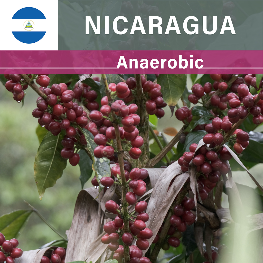 Nicaragua Las Delicias Javanica Anaerobic at Low temperature(24/25年クロップ)