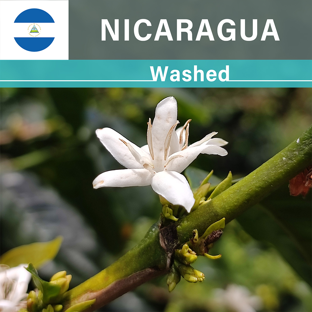 Nicaragua El Mirador Washed(25/26年クロップ)