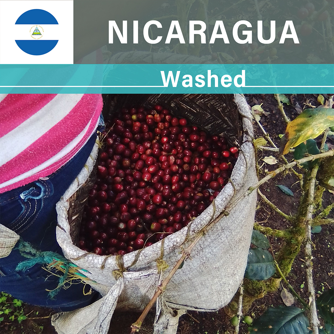 Nicaragua El Diamante Washed(25/26年クロップ)
