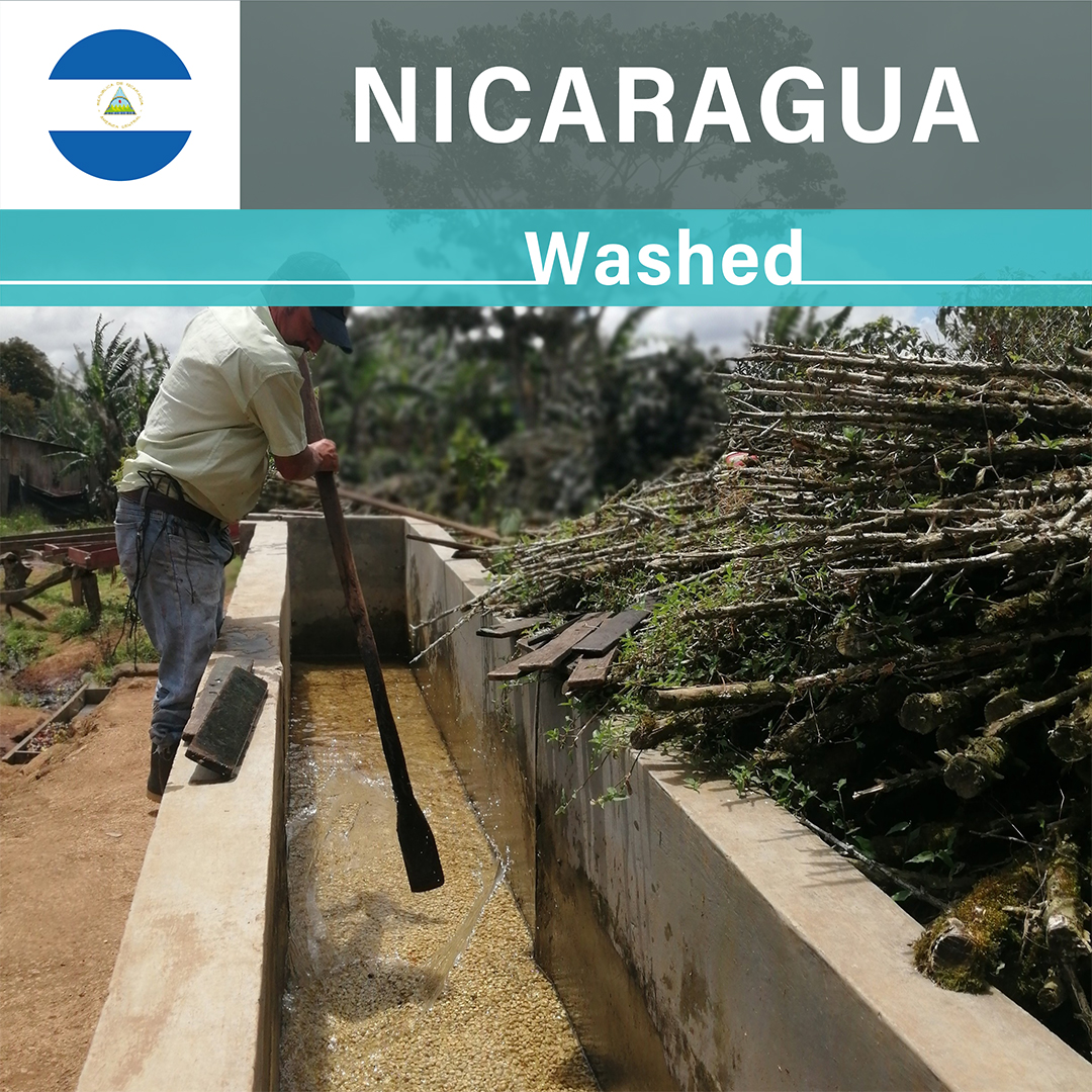 Nicaragua San Francisco "Caturra Estrella" Washed(25/26年クロップ)