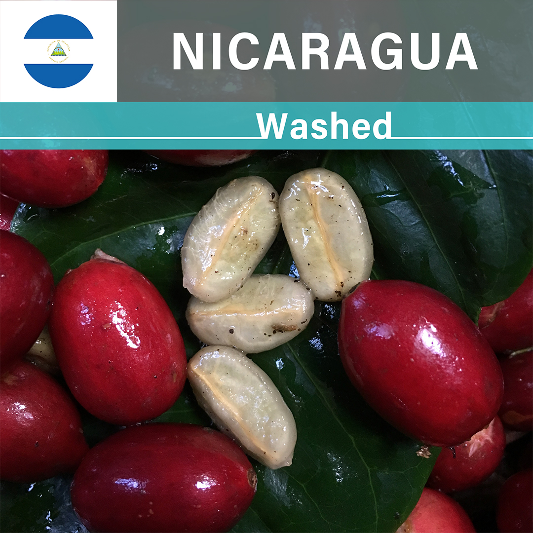 Nicaragua "Apple Note" Pacamara Washed(25/26年クロップ)