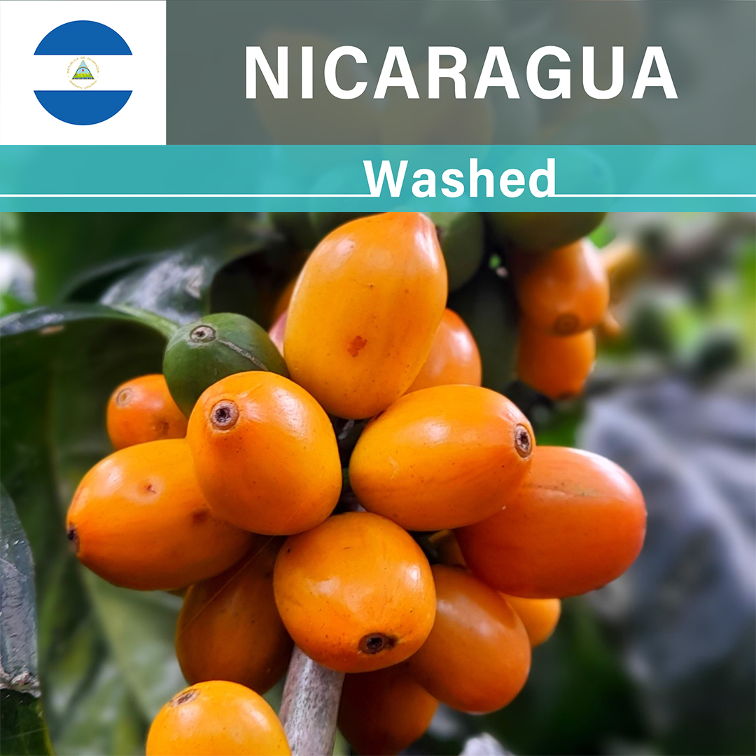 Nicaragua Idealista Yellow Pacamara Washed(25/26年クロップ)