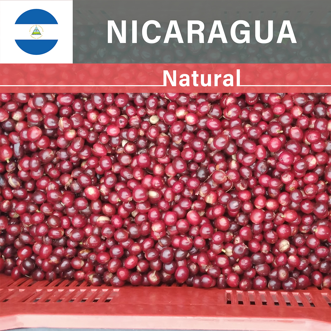 Nicaragua El Porvenir Natural(25/26年クロップ)