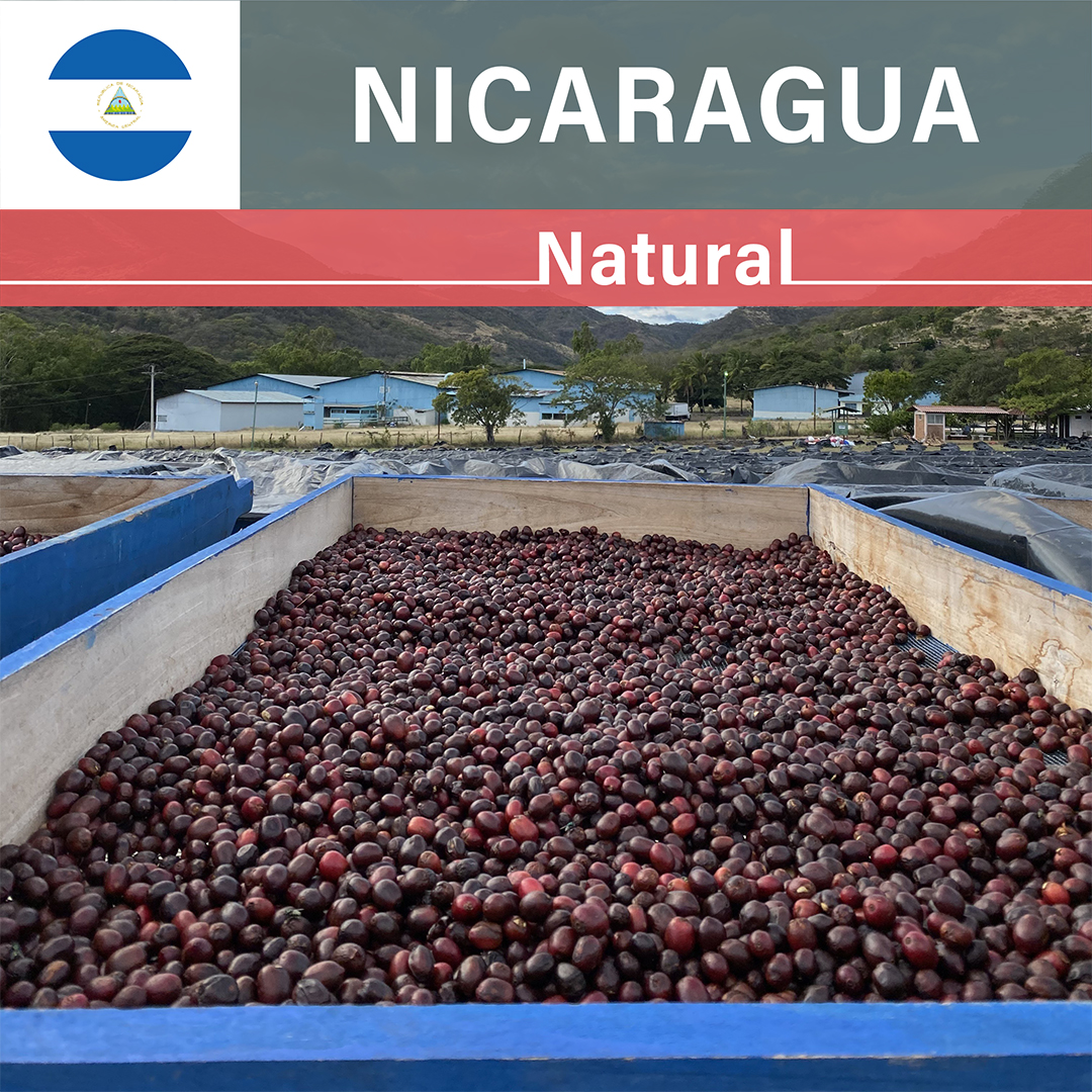 Nicaragua Jinotega Neighbors Natural(25/26年クロップ)
