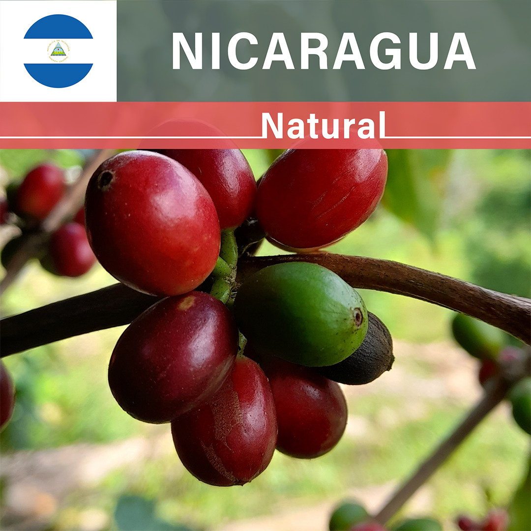 Nicaragua Jinotega "Brix Breaker" Pacamara Natural(25/26年クロップ)