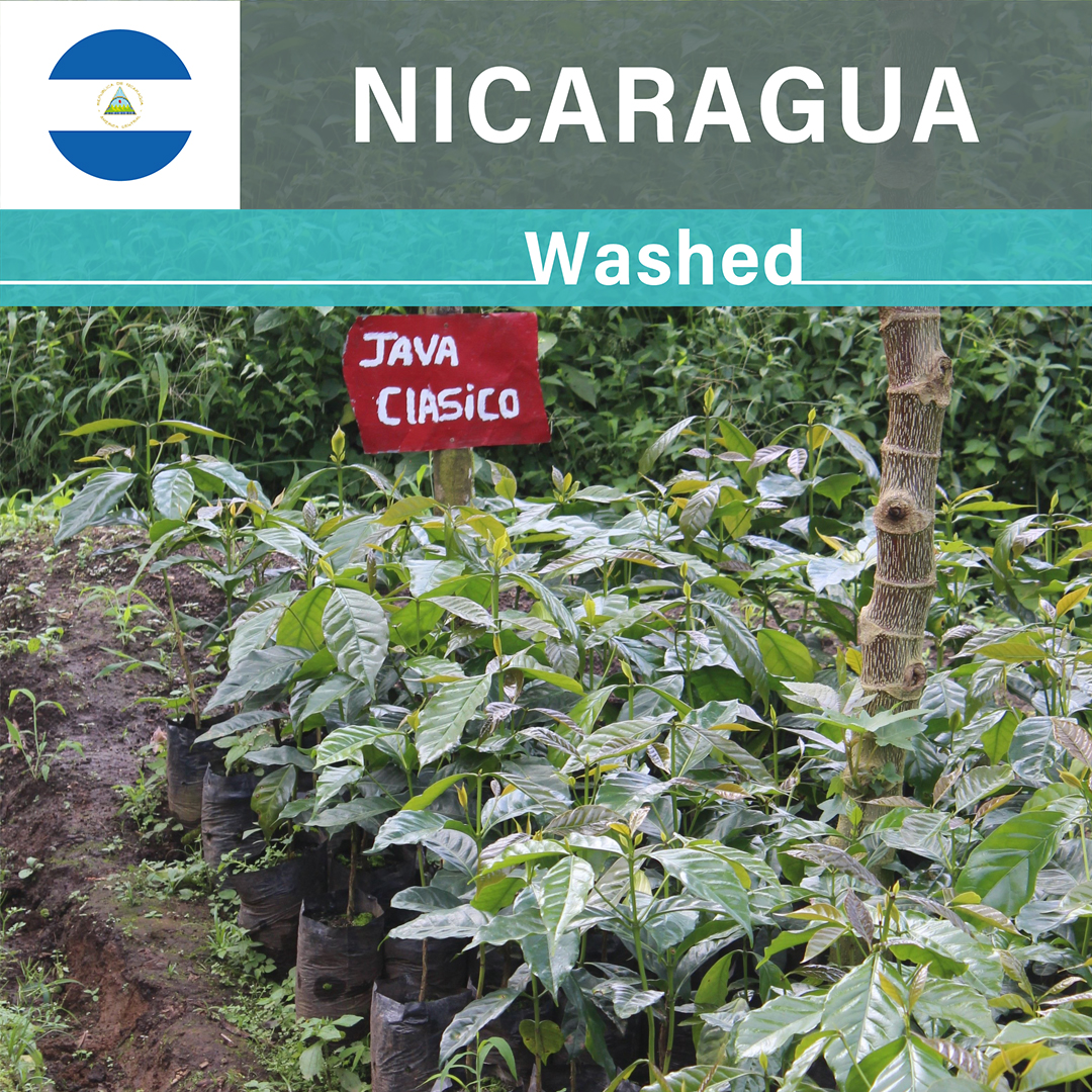 Nicaragua Las Delicias Javanica Washed(25/26年クロップ)