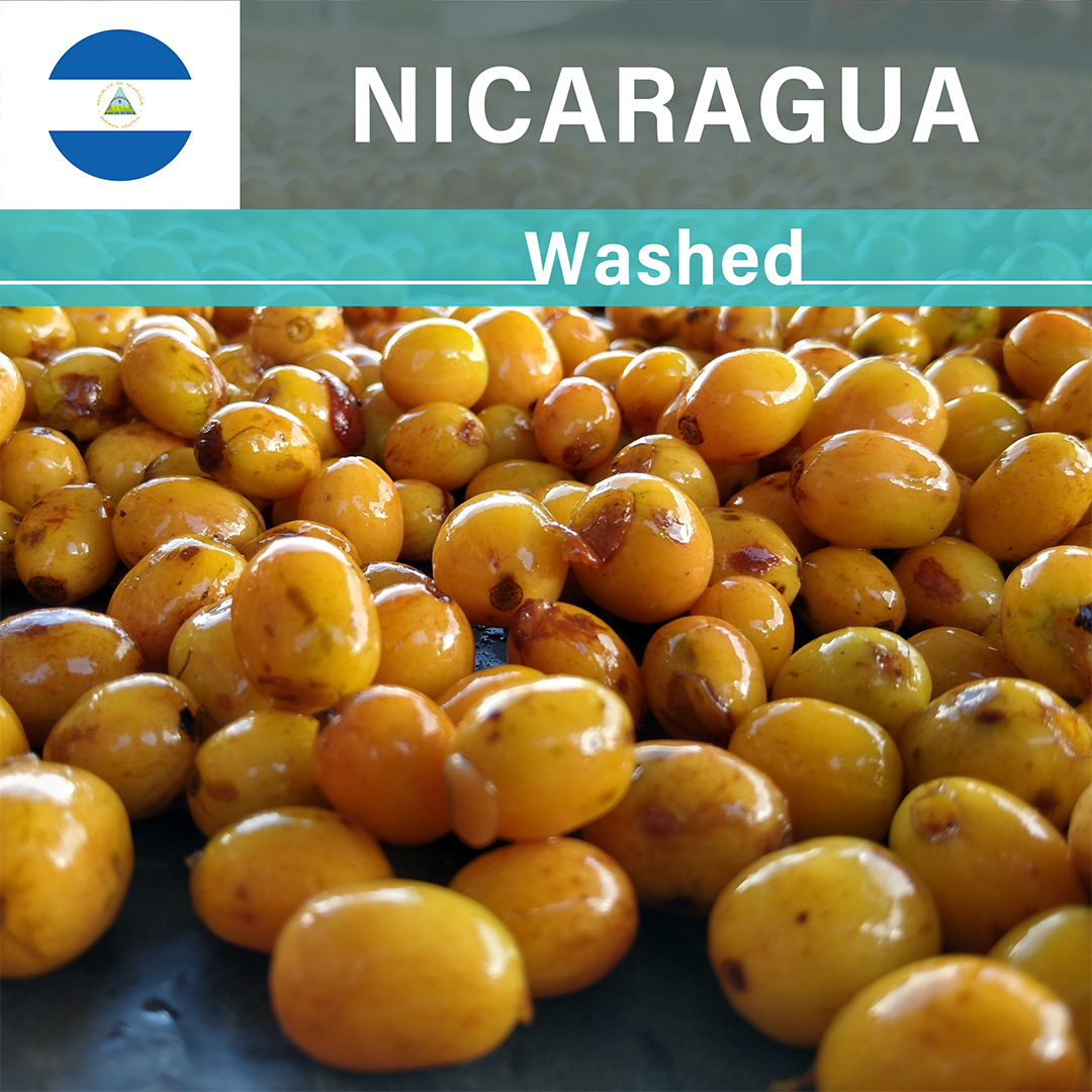 Nicaragua La Huella Yellow Pacamara Washed(25/26年クロップ)