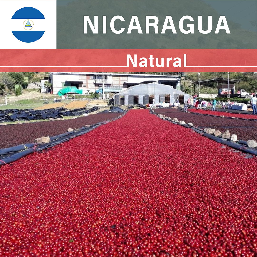 Nicaragua Las Delicias Javanica Natural(25/26年クロップ)