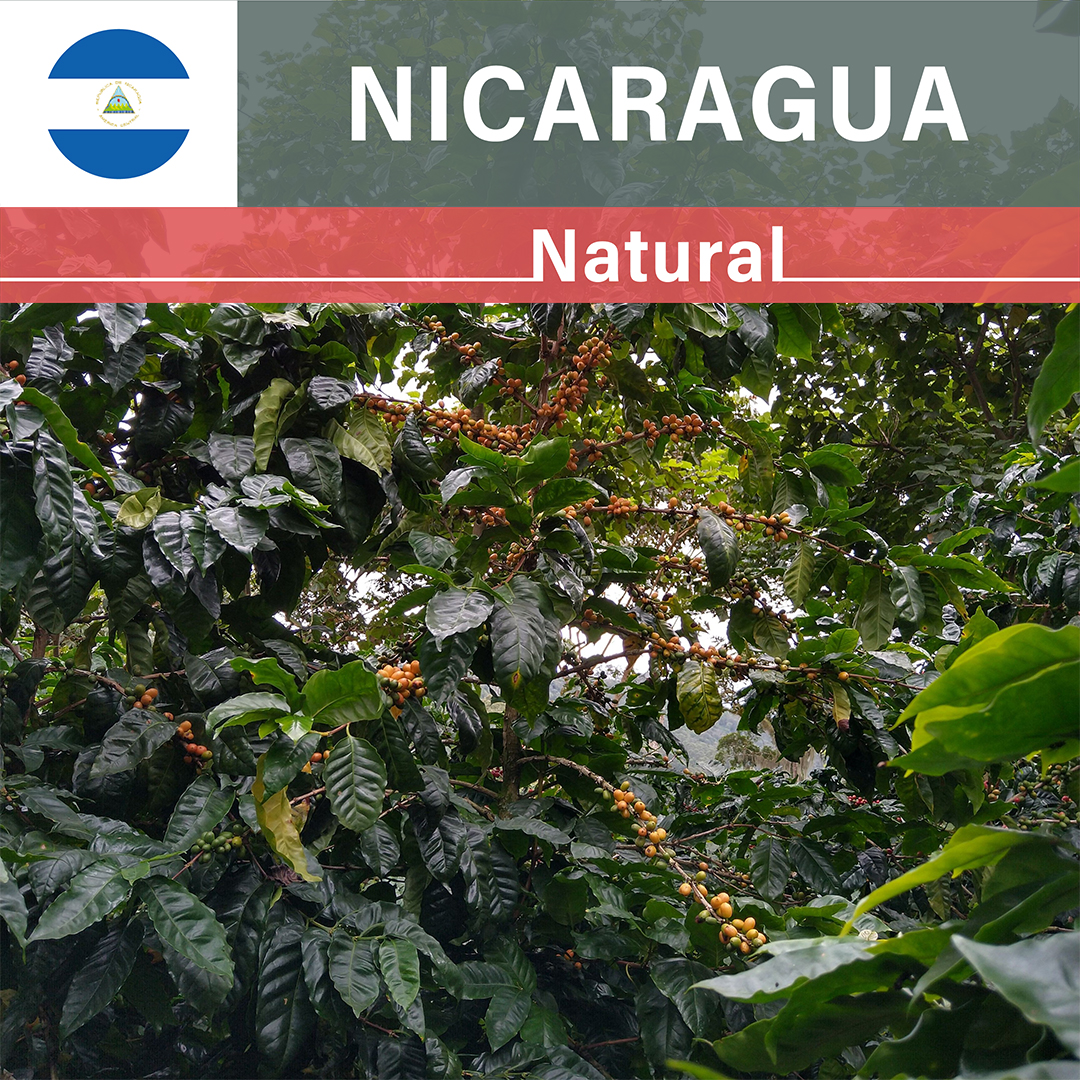 Nicaragua La Huella Yellow Pacamara Natural(25/26年クロップ)
