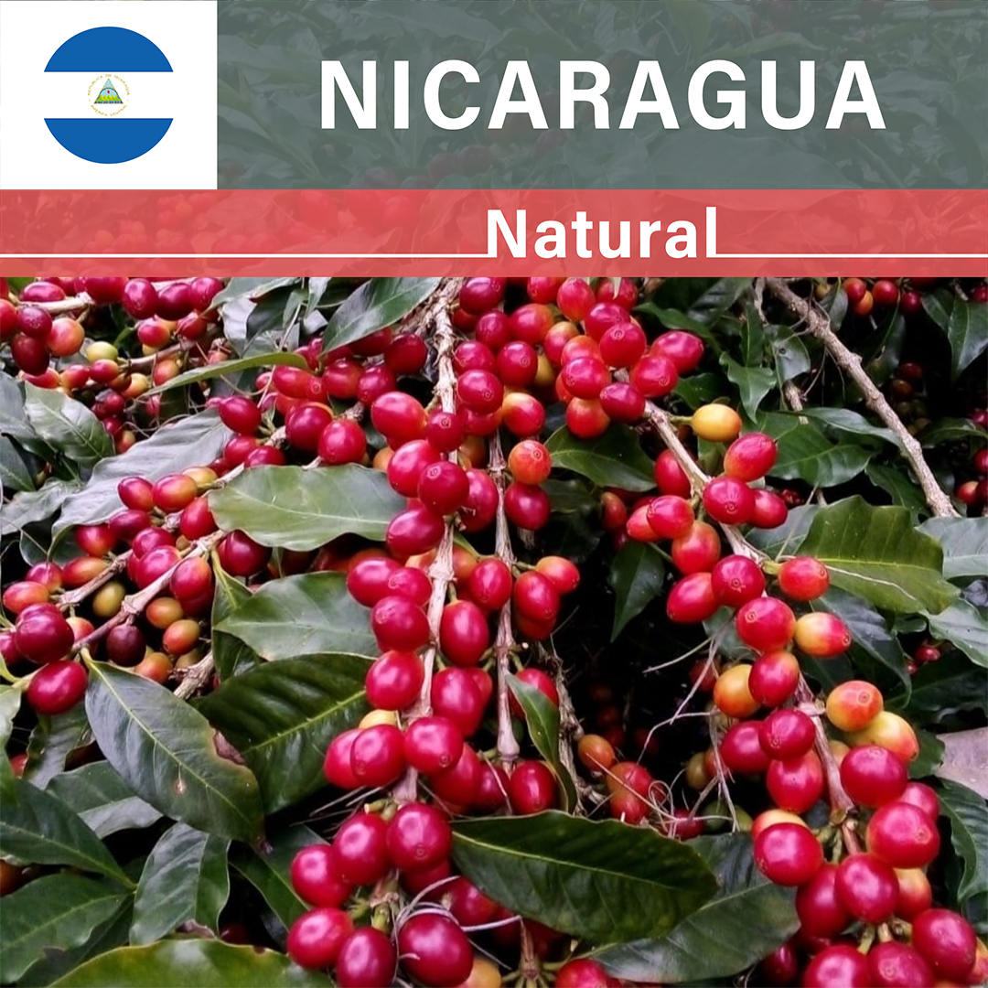 Nicaragua La Escondida Laurina Natural(25/26年クロップ)