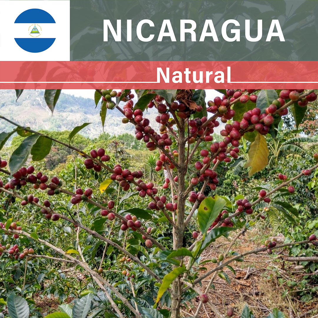 Nicaragua Las Delicias Geisha Natural(25/26年クロップ)