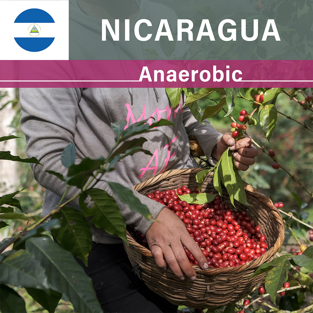 Nicaragua Las Delicias Javanica Anaerobic at Low temperature(25/26年クロップ)