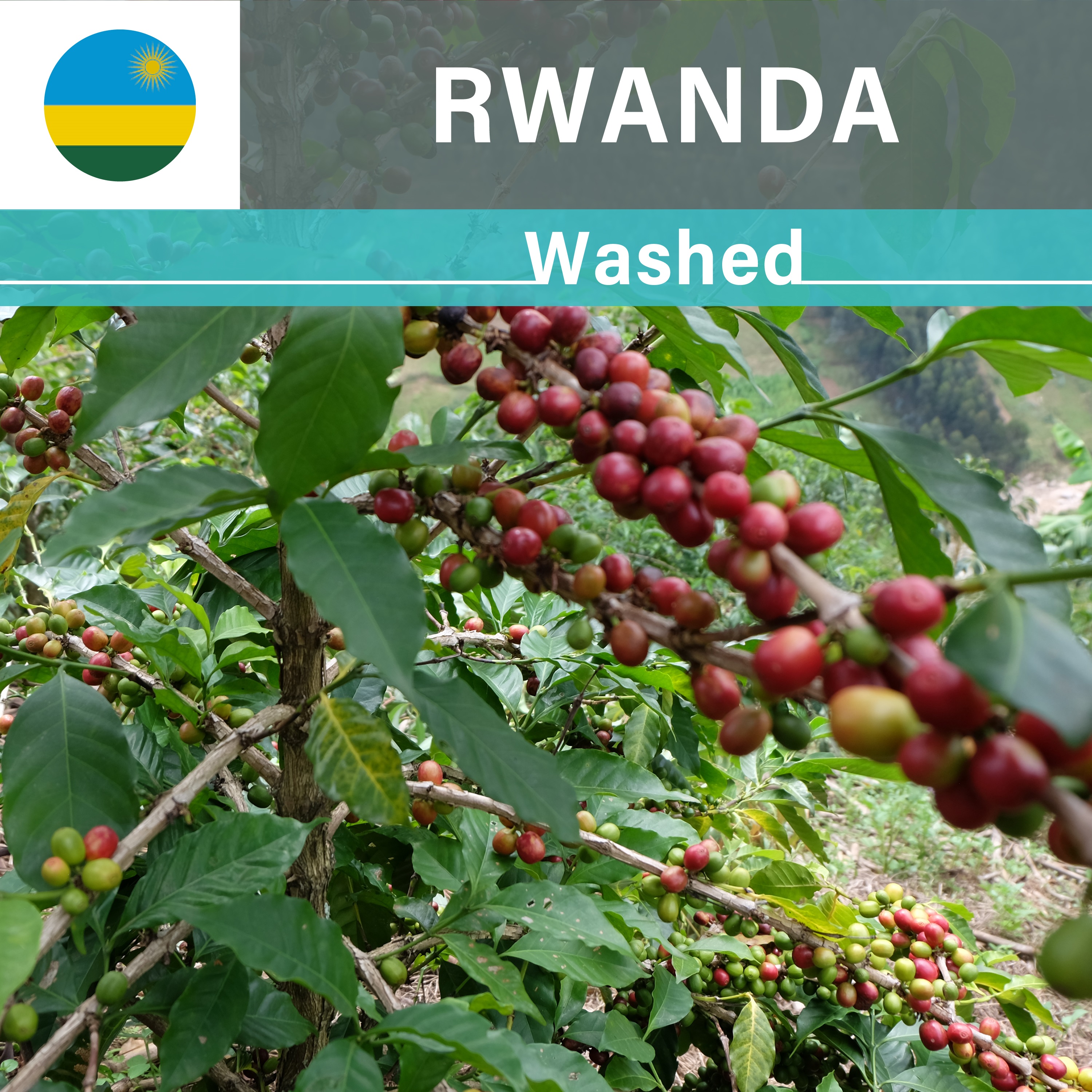 Rwanda Shyira CWS FW (21/22年クロップ)