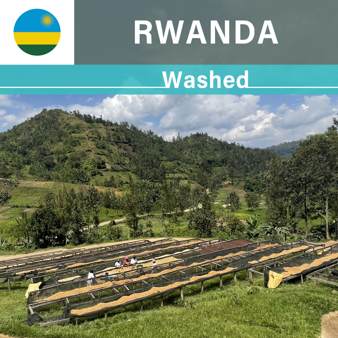 Rwanda Kilimbi CWS Washed Lot.1(22/23年クロップ)