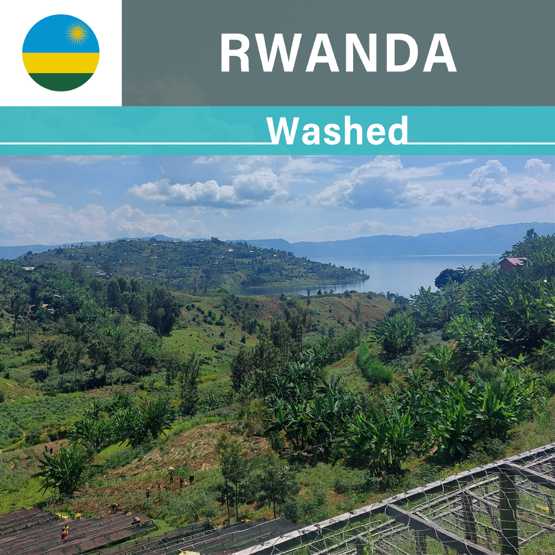 Rwanda Gisheke CWS Washed(22/23年クロップ)