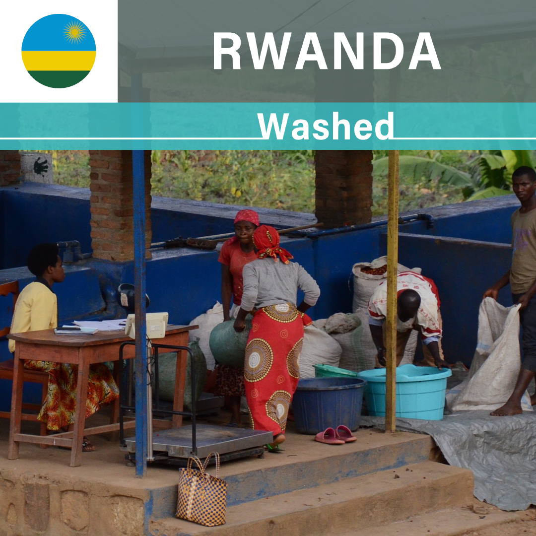 Rwanda Gito Washed(22/23年クロップ)