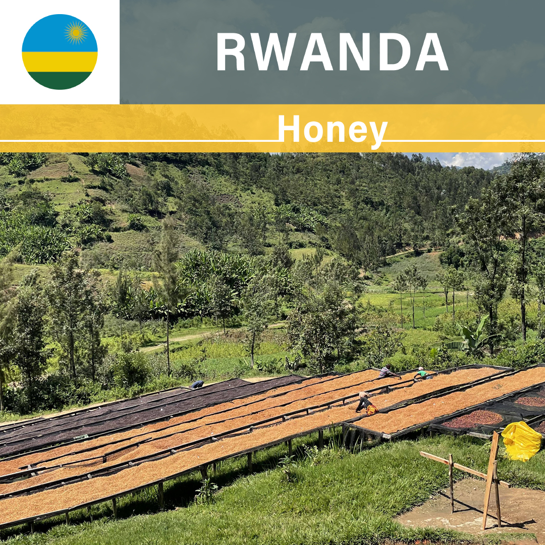 Rwanda Kilimbi CWS Honey(22/23年クロップ)
