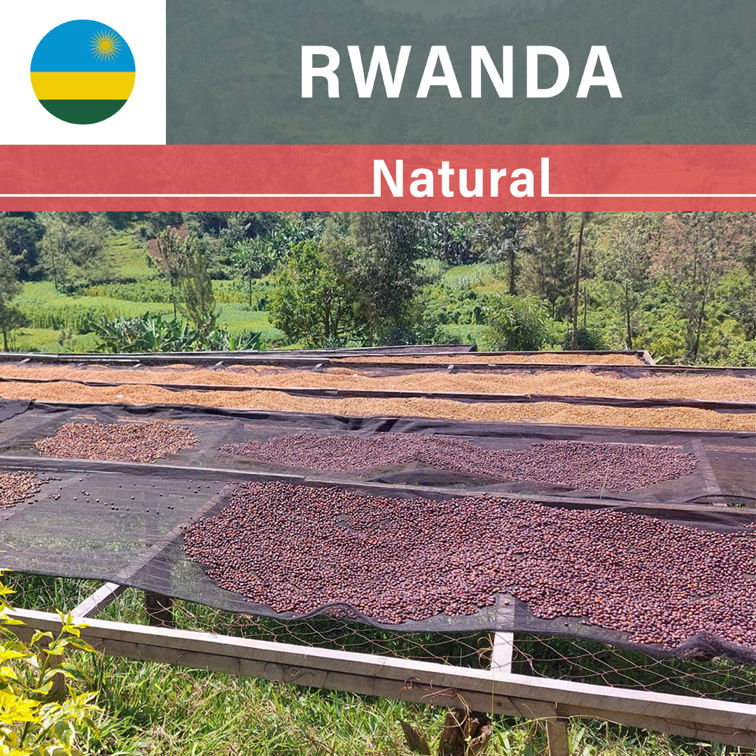 Rwanda Kilimbi CWS Natural(22/23年クロップ)