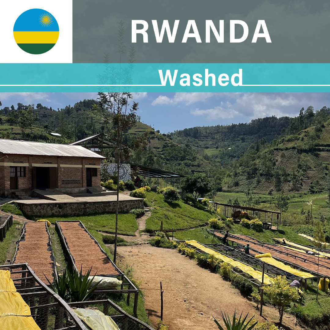 Rwanda Kilimbi CWS Washed Lot.2(22/23年クロップ)