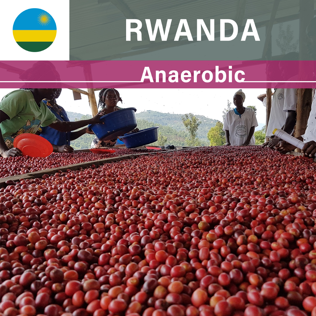 Rwanda Rugali CWS Anaerobic(22/23年クロップ)