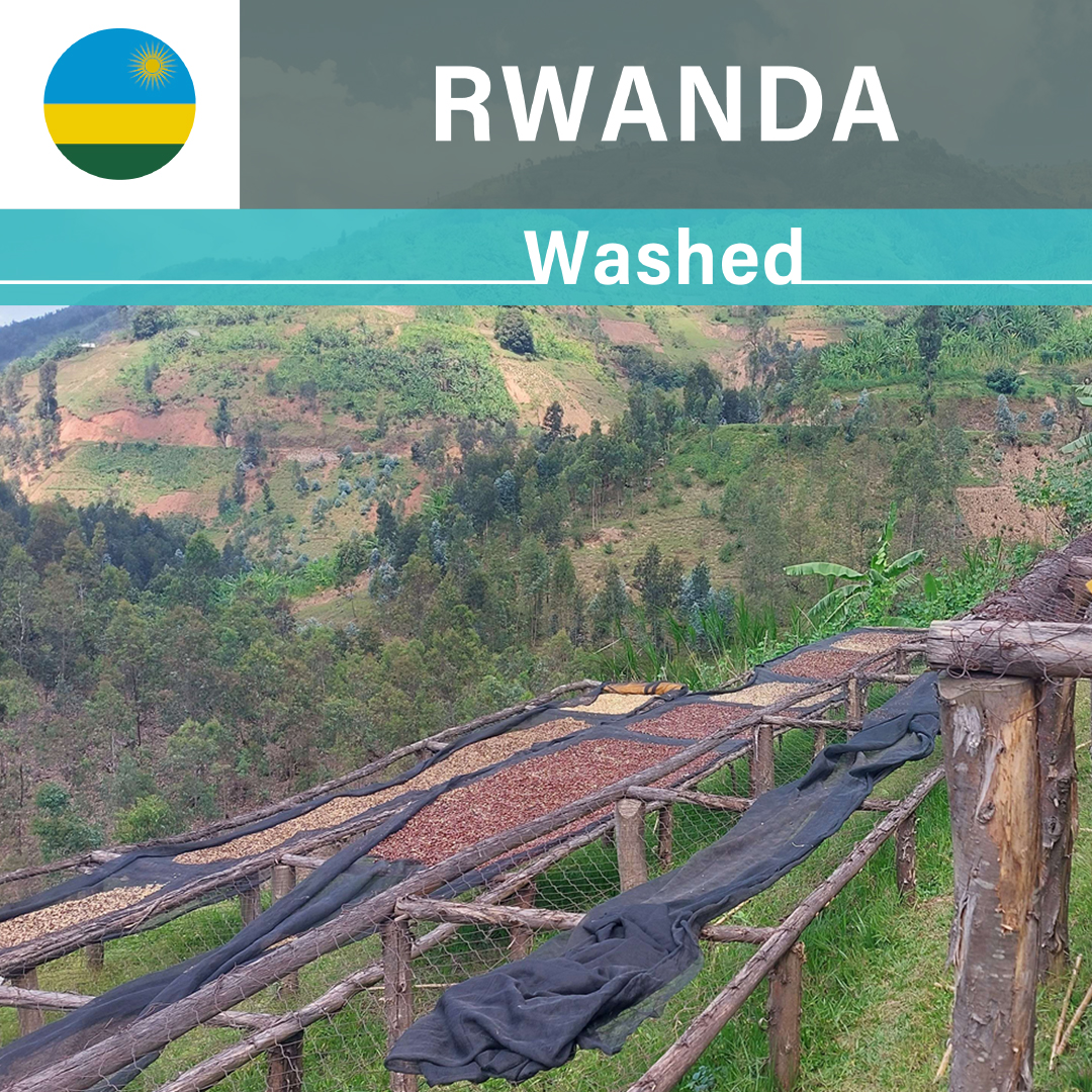 Rwanda Shyira CWS Washed(22/23年クロップ)