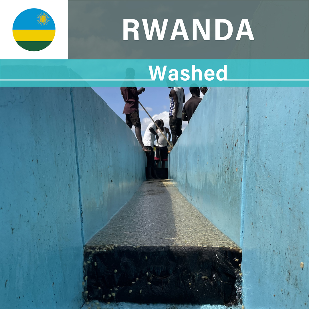 Rwanda Gito Washed(23/24年クロップ)