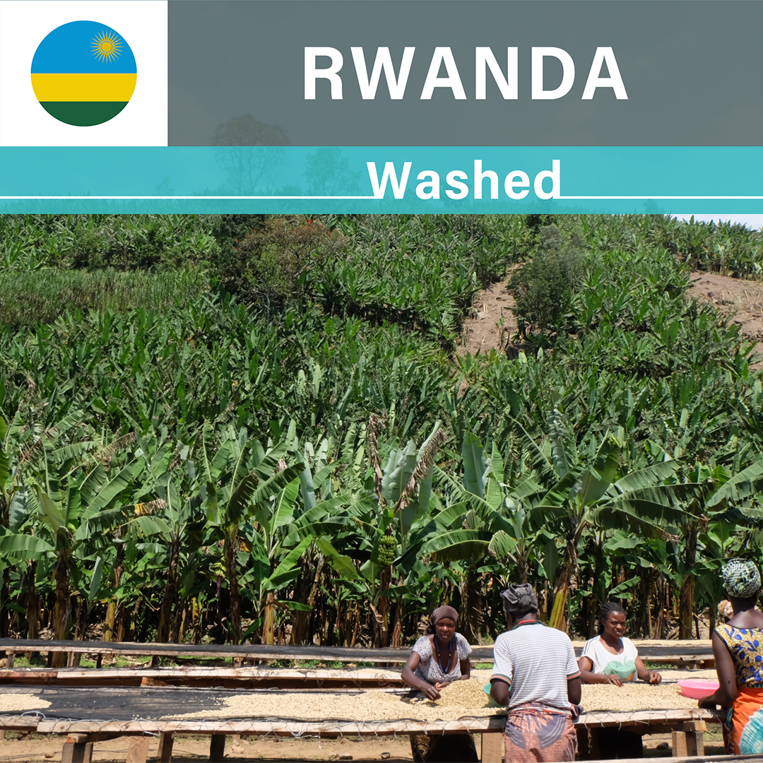 Rwanda Vunga Washed(23/24年クロップ)