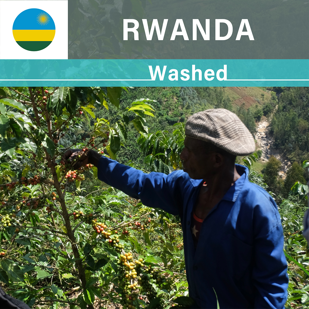 Rwanda Shyira Washed(23/24年クロップ)