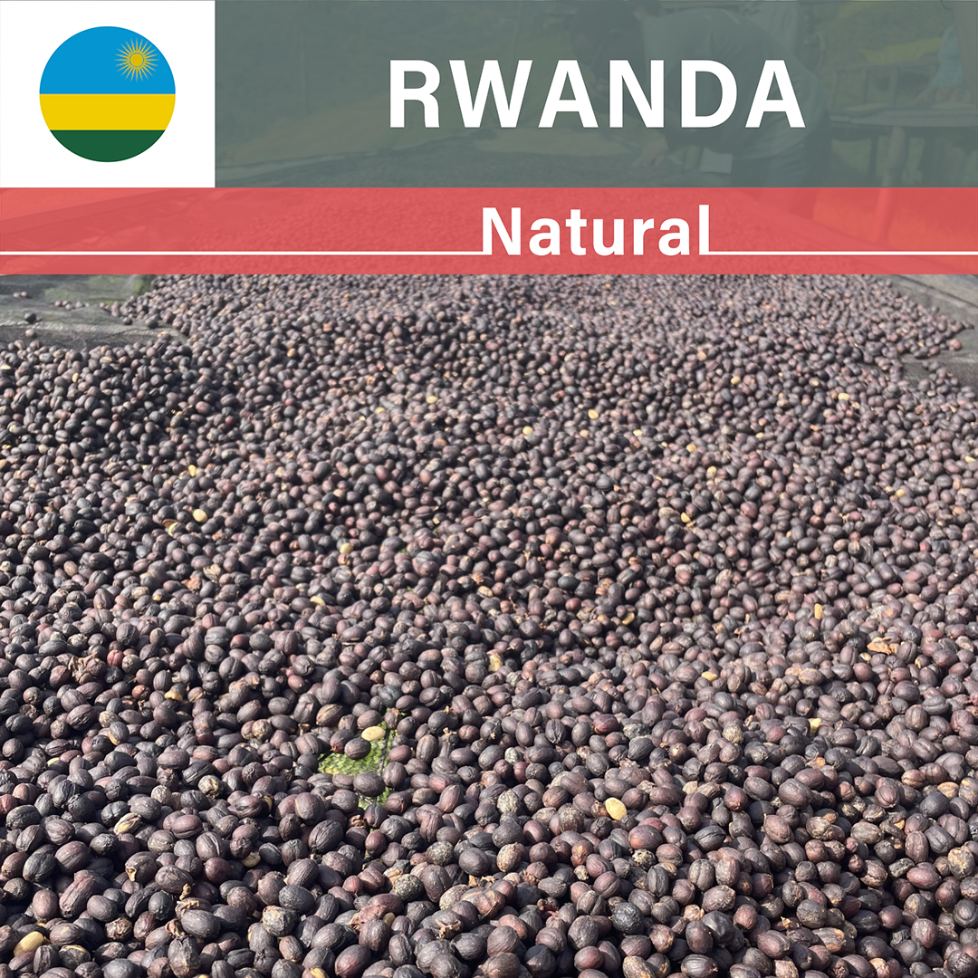 Rwanda Kilimbi Natural(23/24年クロップ)