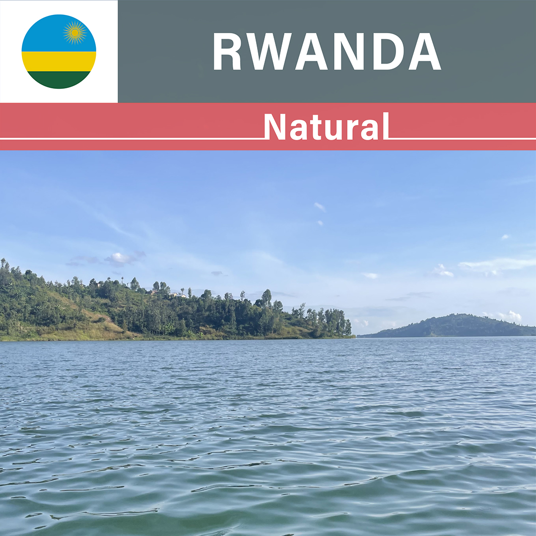 Rwanda Gisheke Natural(23/24年クロップ)