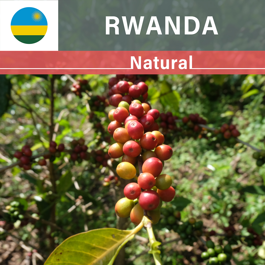 Rwanda Shyira Natural(23/24年クロップ)