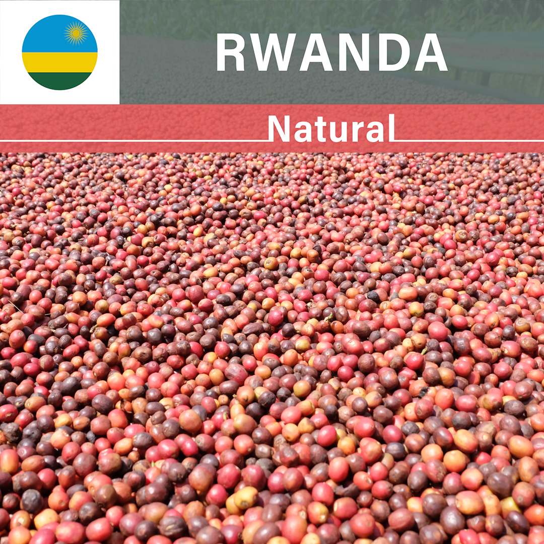 Rwanda Gito Natural(23/24年クロップ)