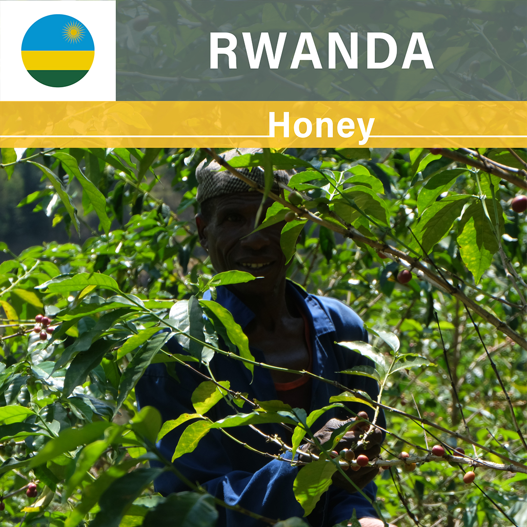 Rwanda Shyira Honey(23/24年クロップ)