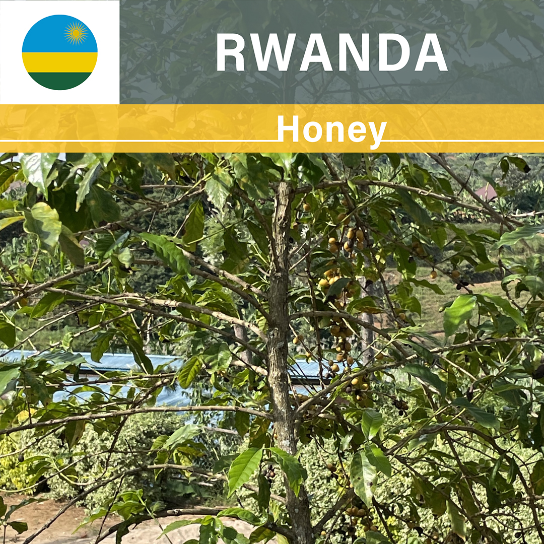 Rwanda Gito Honey(23/24年クロップ)