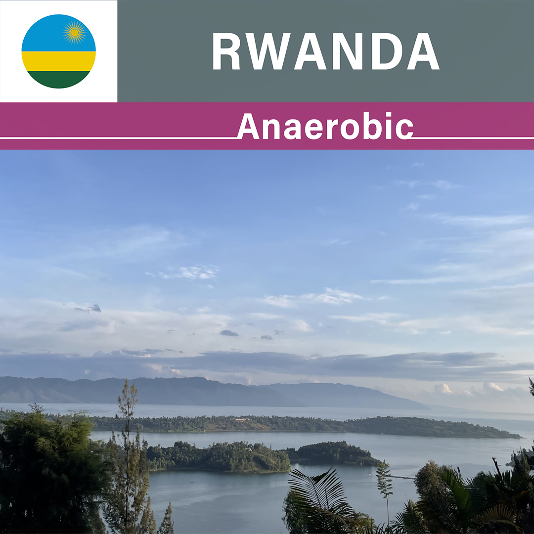 Rwanda Rugali Anaerobic(23/24年クロップ)