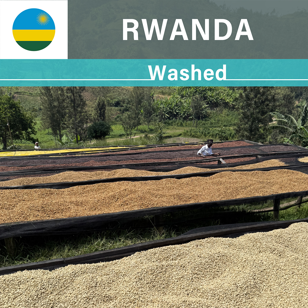 Rwanda Kilimbi A1 Washed(24/25年クロップ)