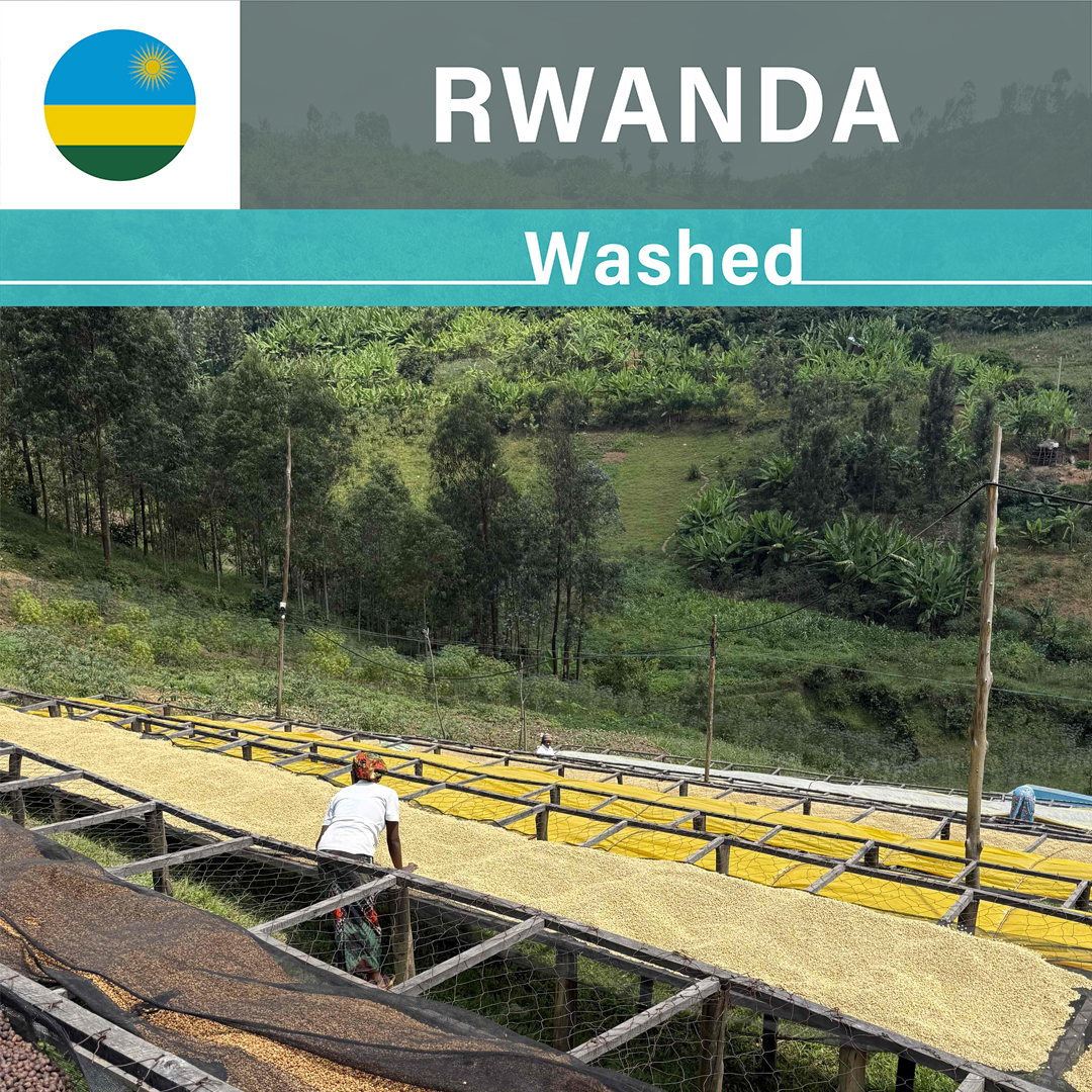 Rwanda Gisheke A1 Washed(24/25年クロップ)