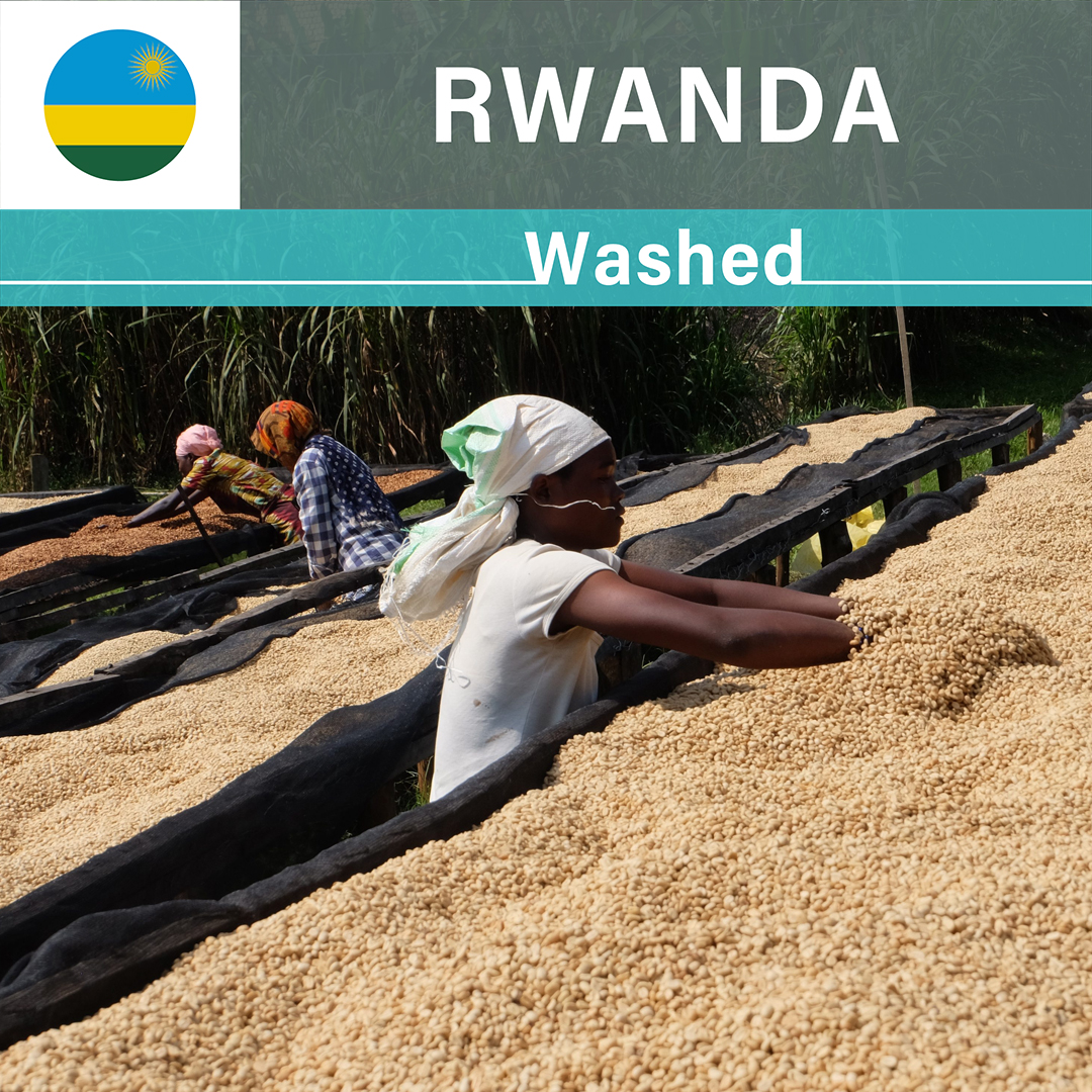 Rwanda Rugali A1 Washed(24/25年クロップ)
