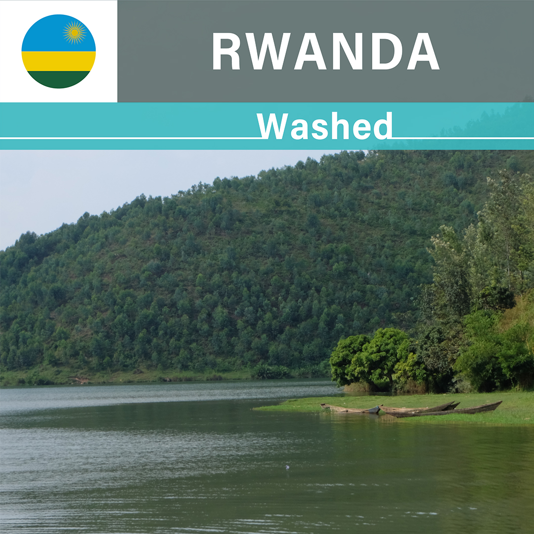 Rwanda Kivu Washed(24/25年クロップ)